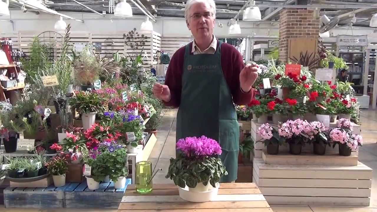 How to Care for Cyclamen from Protoleaf Channel