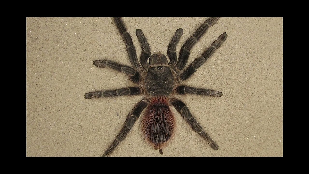Aranha caranguejeira (theraposidae)