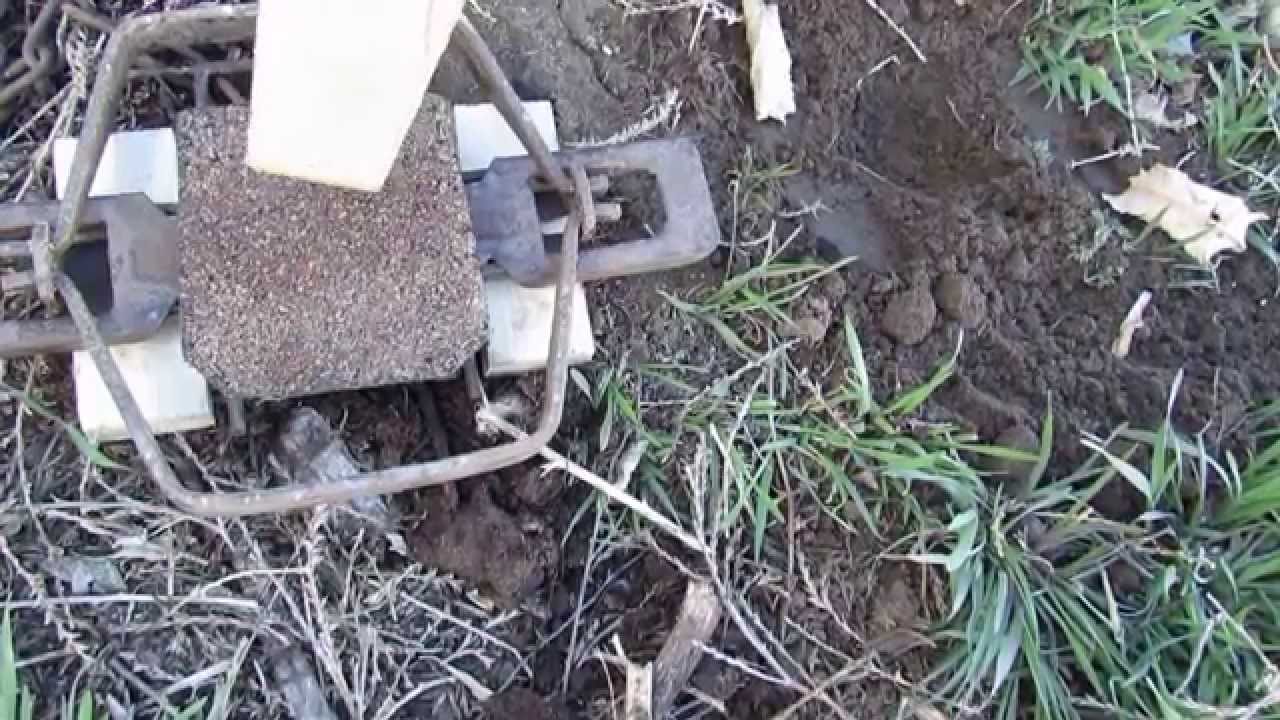 Never before seen, Freeze proof exposed coilspring bobcat traps
