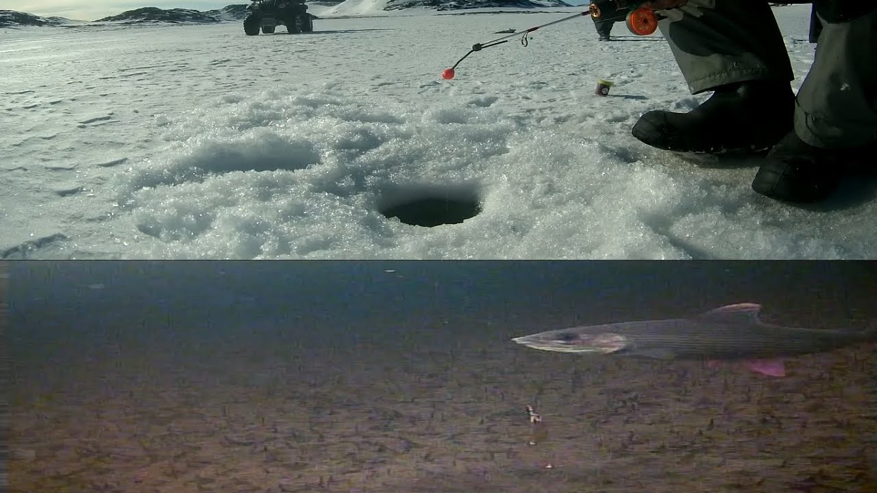 Подледная ловля хариуса на муху в озере, (подводные съемки). Рыбалка на хариуса в Мурманской области
