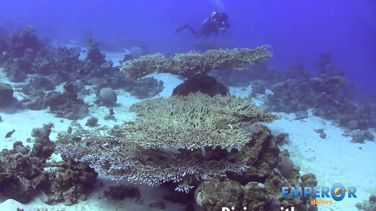 Diving with Emperor Divers Marsa Alam