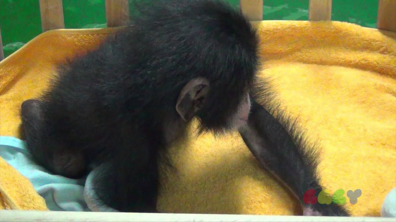 아기 침팬지 ( Baby Chimp )