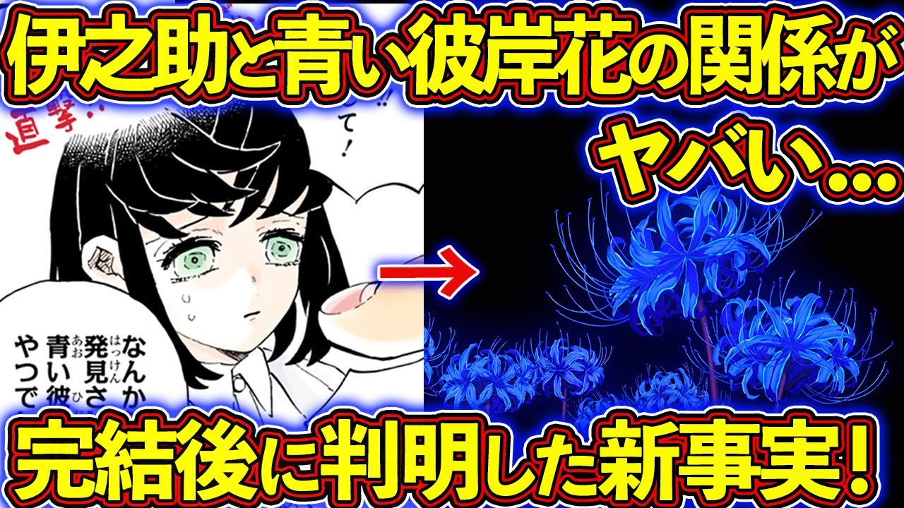 なぜ伊之助の子孫・嘴平青葉が青い彼岸花を研究していたのか...？嘴平伊之助を徹底解説！ 【鬼滅の刃（きめつのやいば）考察】