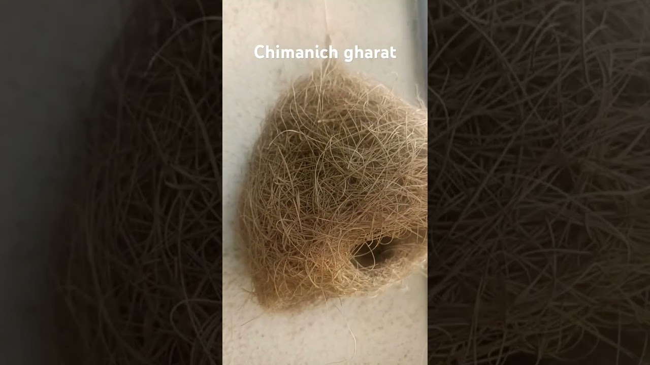 Chimanich gharat #rap #newsong #lyrics #drawing #shtkari #art #shetkam