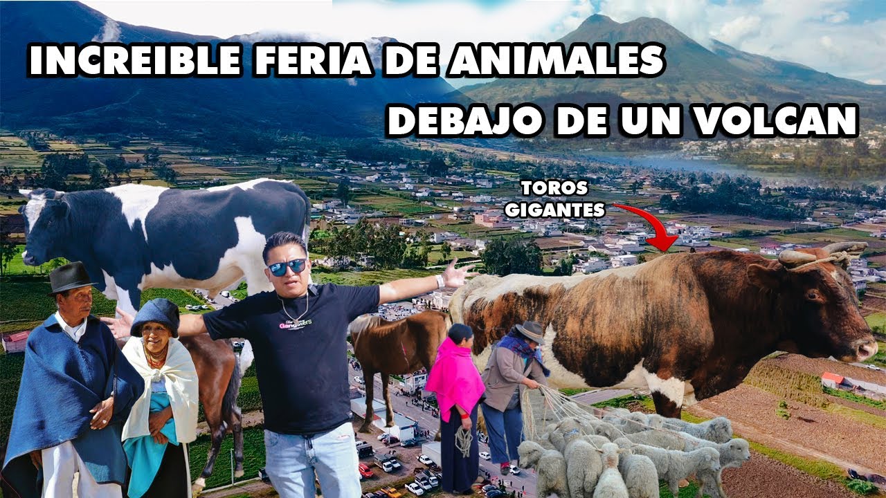 OTAVALO: FERIA DE GANADOS Y PRODUCTOS AGRÍCOLAS, DONDE LA CALIDAD Y PRECIOS SE DAN LA MANOI GEO LEMA