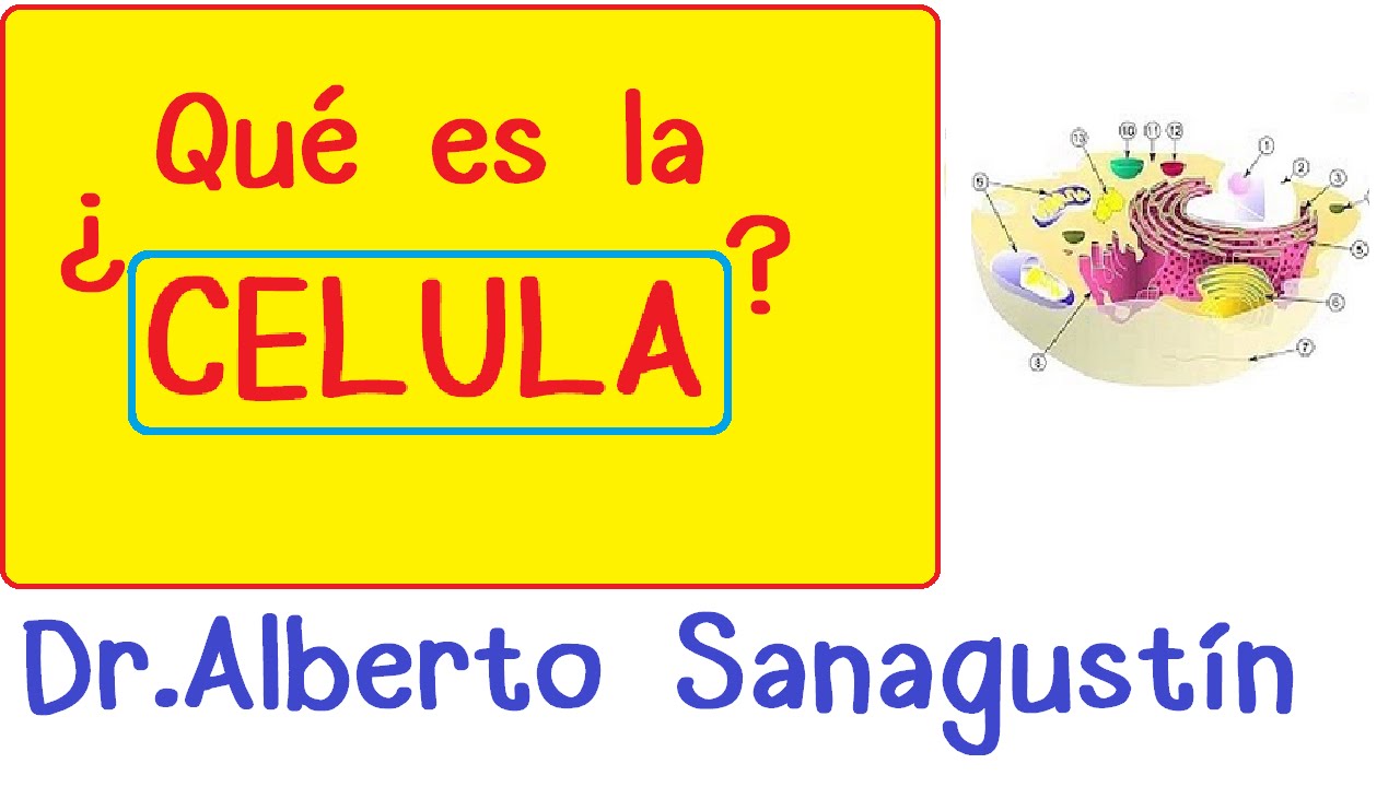 C&eacute;lula humana: introducci&oacute;n | Citolog&iacute;a-Biolog&iacute;a celular