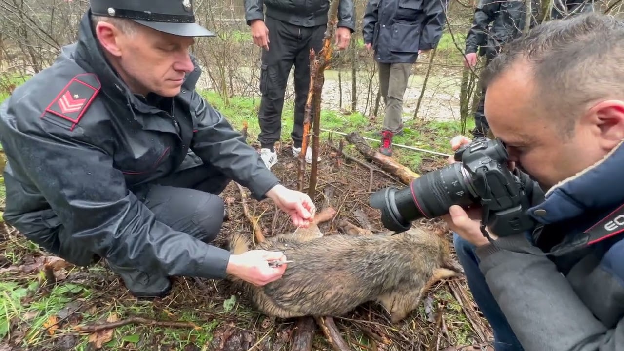 Salvataggio di un  lupo rimasto intrappolato nei lacci di ferro dei bracconieri PARTE 1