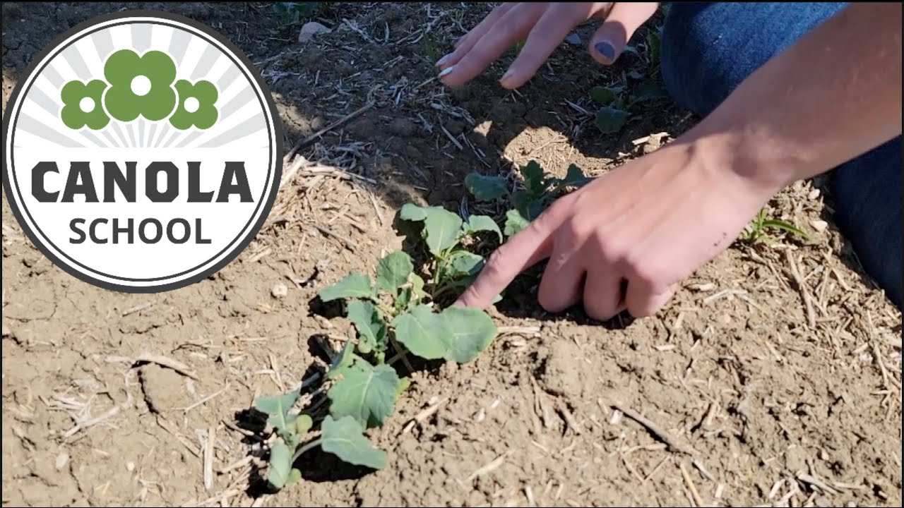 Canola School: A two-pass herbicide layering strategy