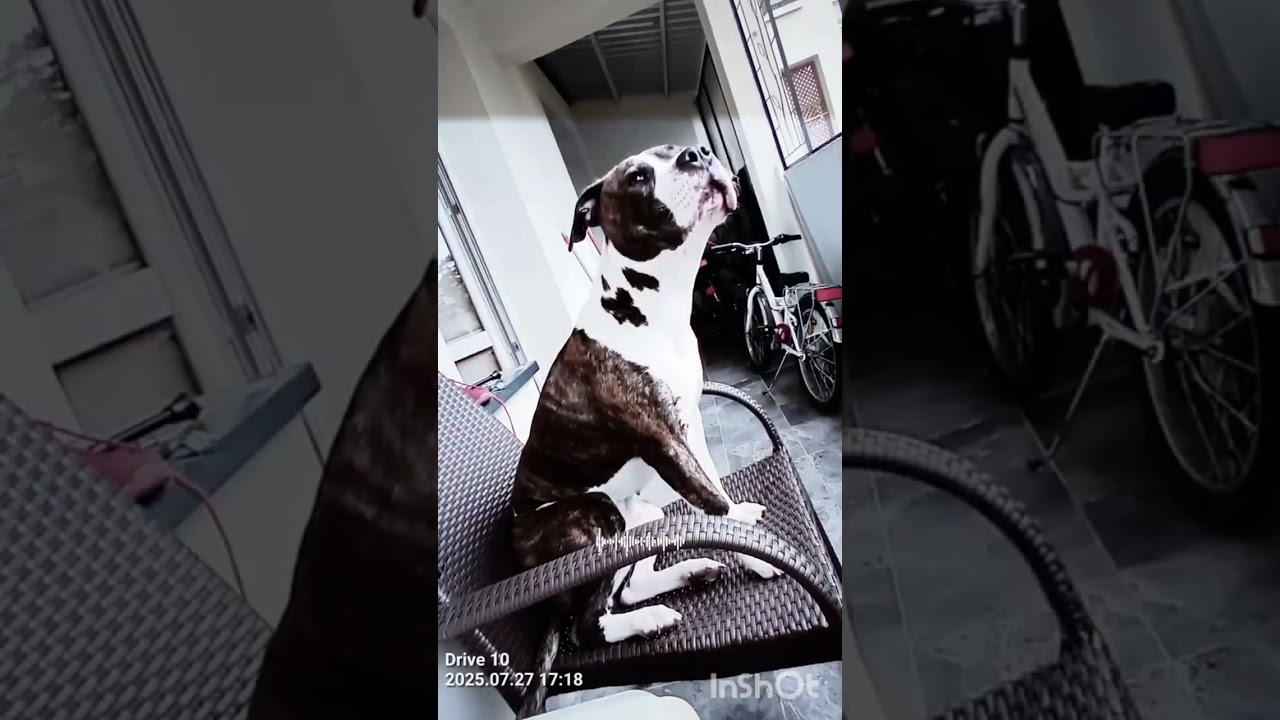 Pitbull Suwałki Luna podsumowanie roku, music 2pac