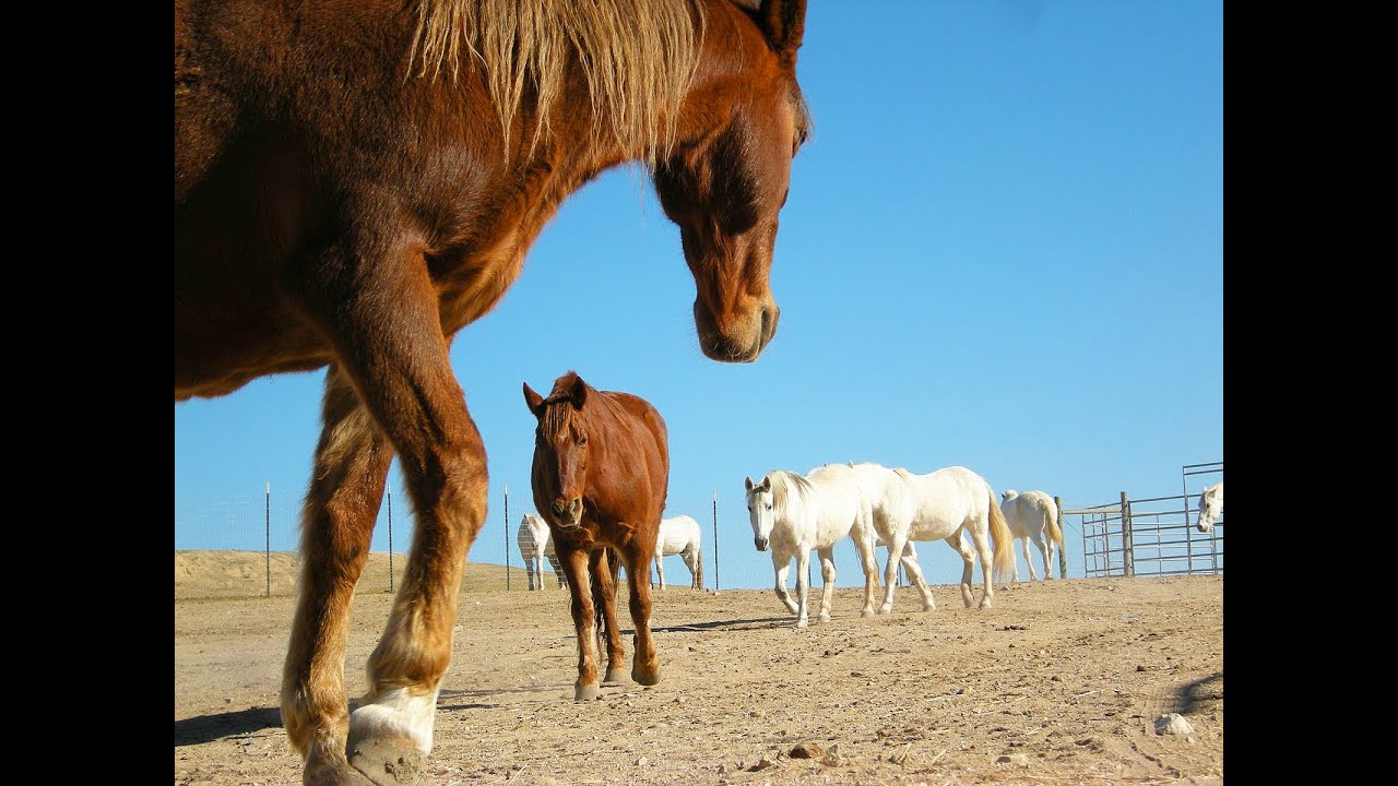 THE REDWINGS HORSE SANCTUARY  •  CARMEL, CALIFORNIA