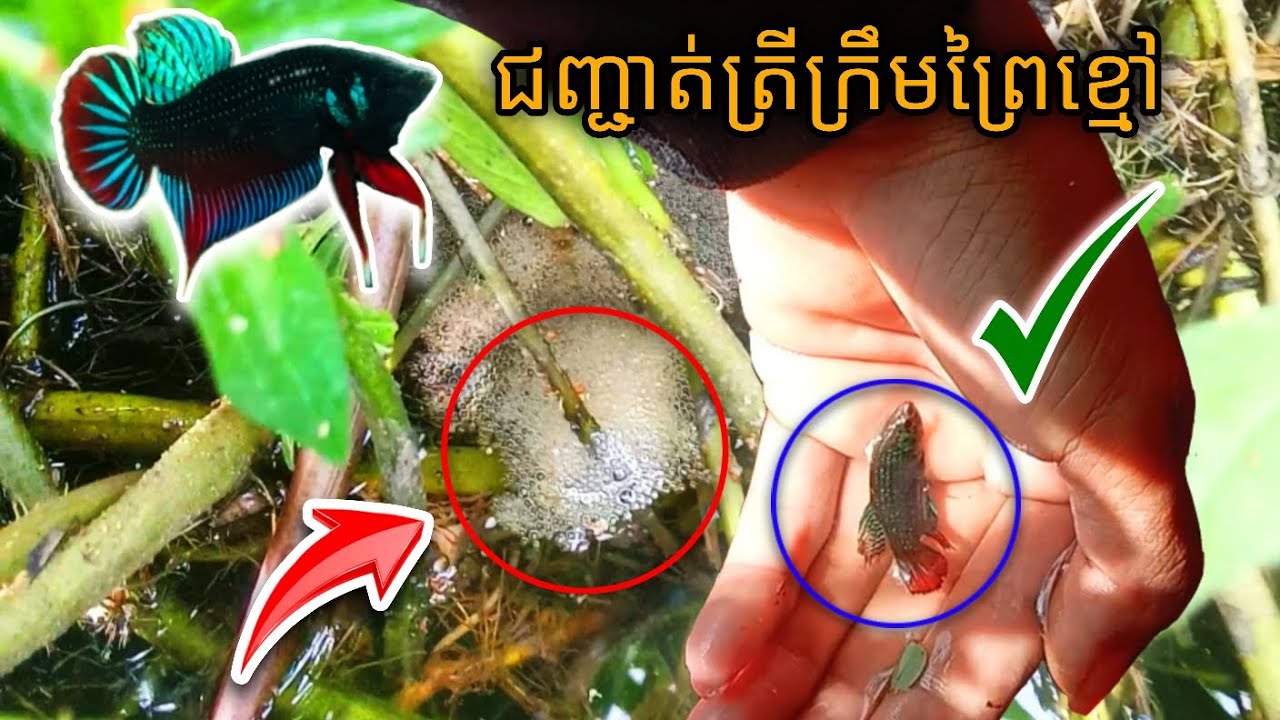វីដេអូដែលទន្ទឹងរង់ចាំ💥មកជញ្ជាត់ត្រីក្រឹមព្រៃក្នុងស្រះបុរាណវិញហើយ😱ត្រីក្រឹមព្រៃស្អាតៗហើយធំទៀត❤️