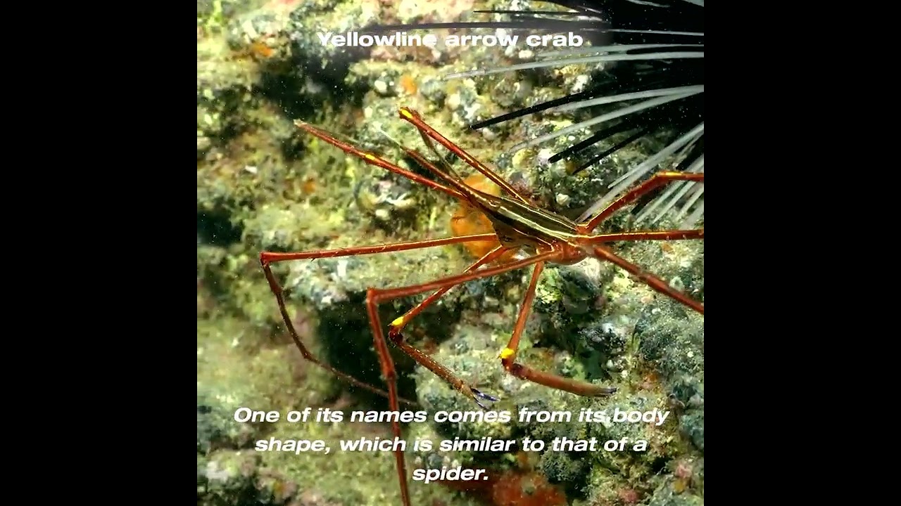 Yellowline Arrow crab - Cangrejo flecha