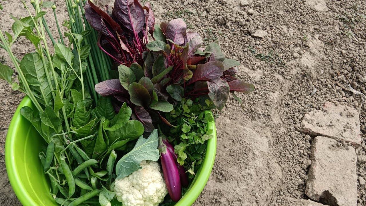 আজকের হারভেস্টিং এর ভিডিও 