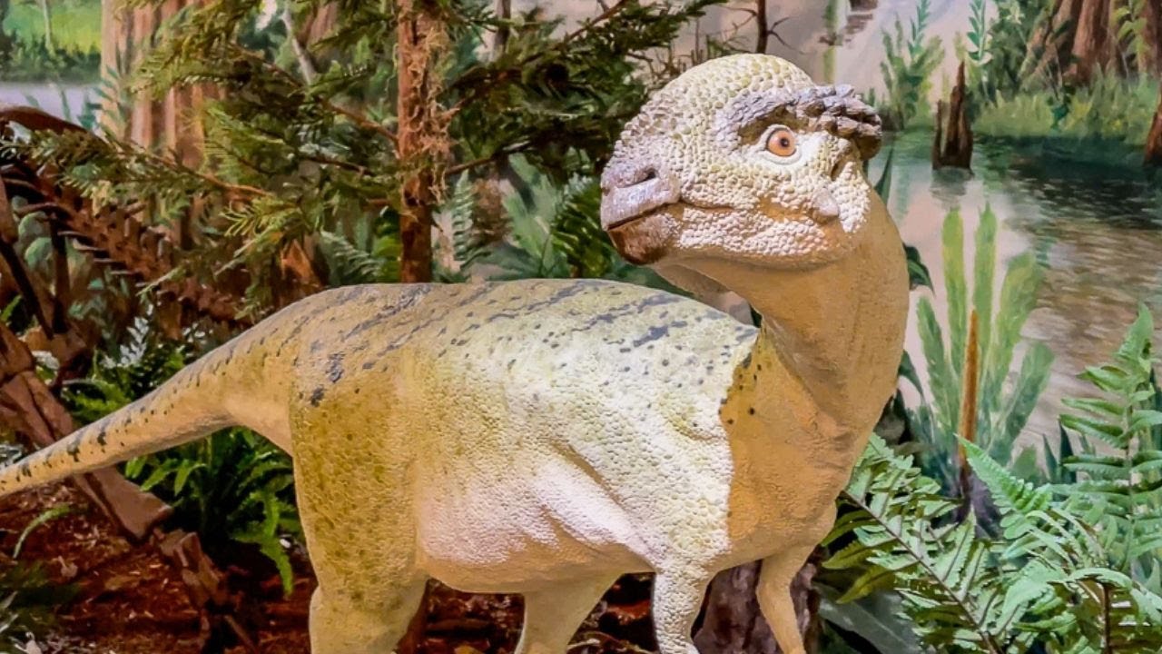 Why You Should Explore The Dinosaur Store in Cocoa Beach