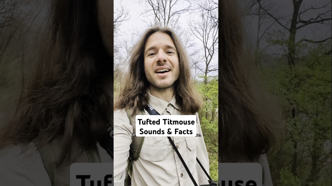 Tufted Titmouse Sounds and Quick Facts