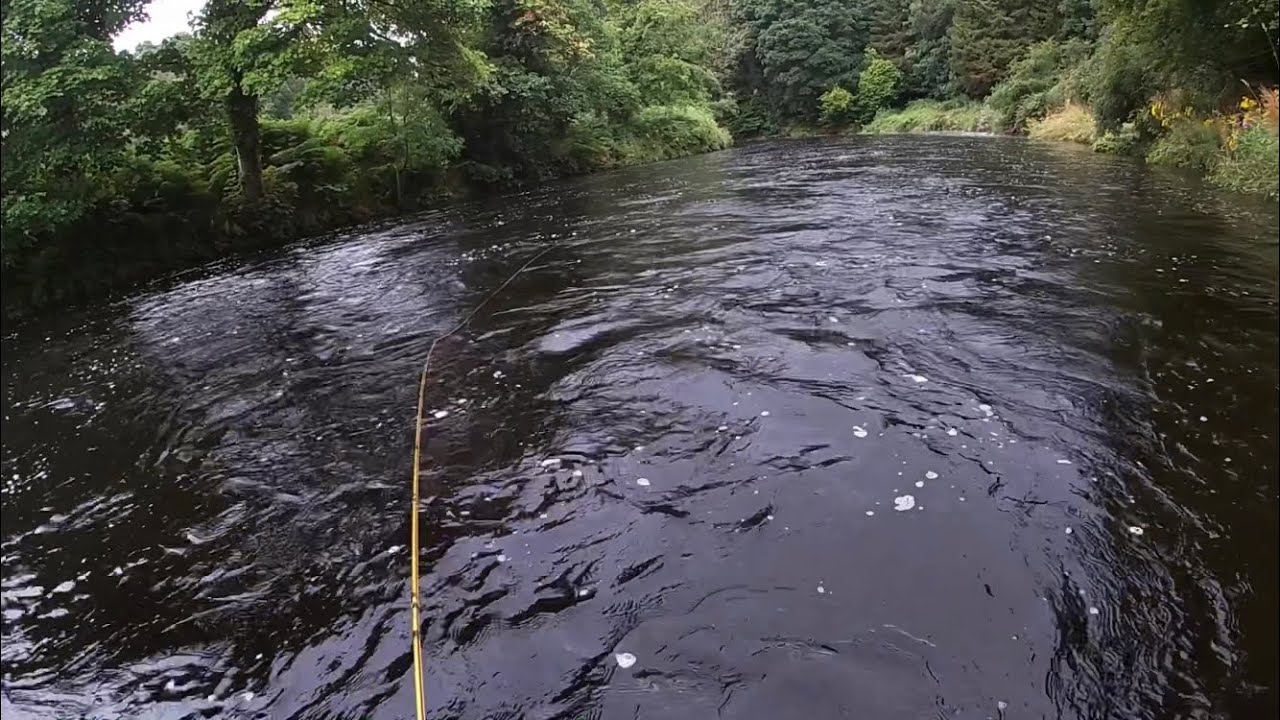 Salmon fishing on the River Roe 7th August 2021