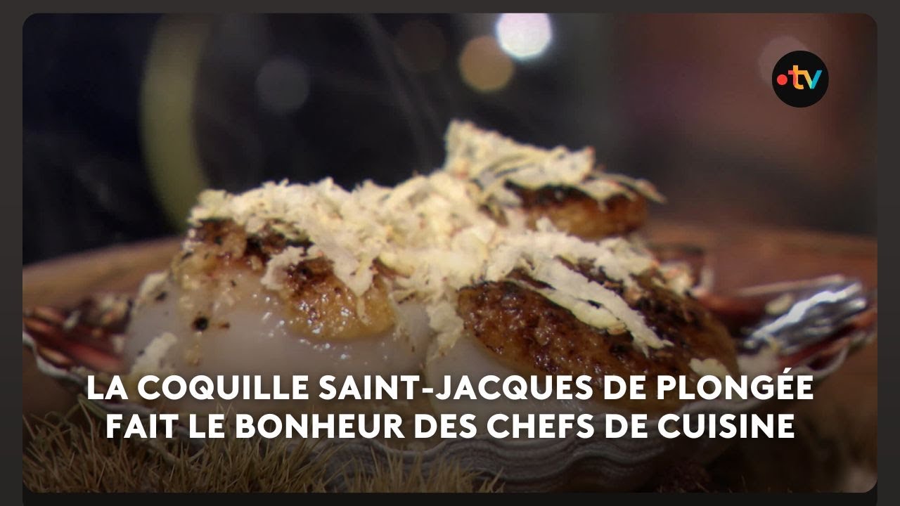 La coquille Saint-Jacques de plongée des Côtes-d'Armor, plat de fêtes par excellence.