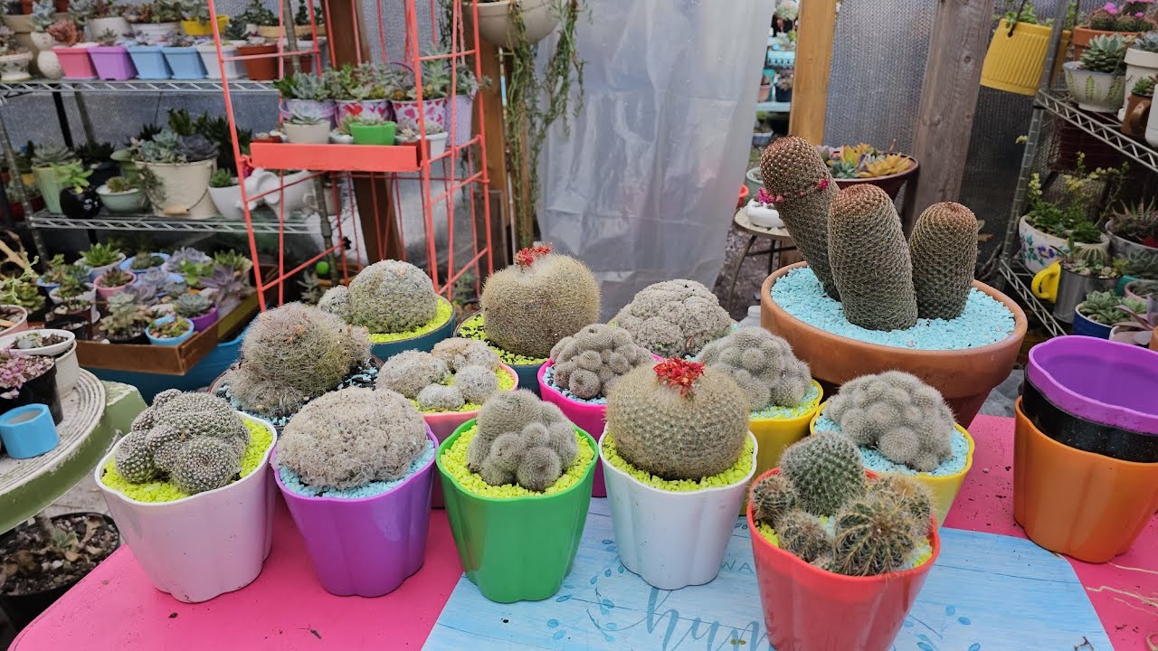Trasplantado Cactus 🌵
