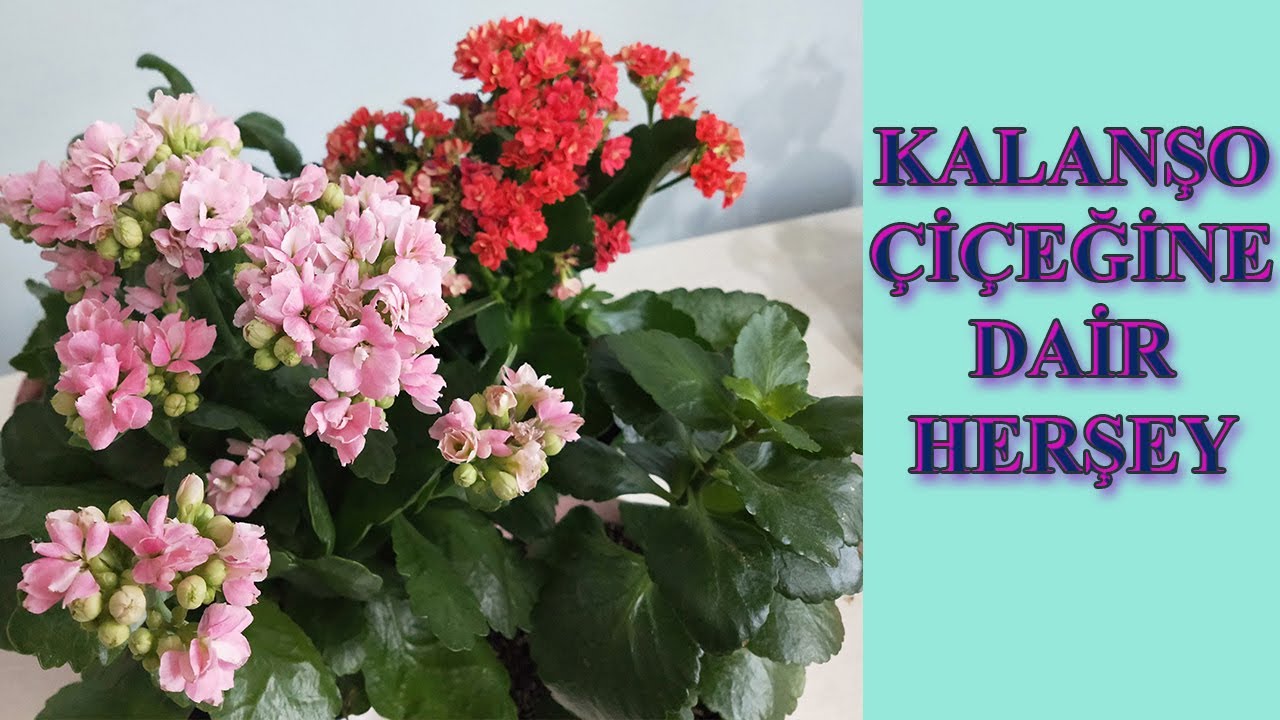 KALANŞO ÇİÇEĞİ NASIL BİR BAKIMLA BOL ÇİÇEK AÇAR, KALANCHOE ÇİÇEĞİ BAKIMI VE ÇOĞALTILMASI, CALANDİVA