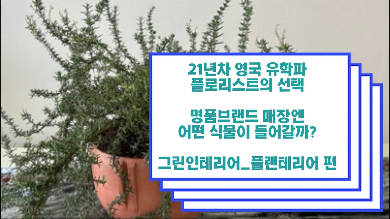 ❣️명품브랜드 매장엔 어떤 식물이 들어갈까?_ 식물인테리어 플랜테리어 편❣️