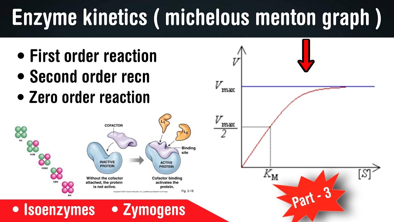enzymes kinetics | michelous menton graph | Isoenzymes| zymogens |factor affect on enzymes in Hindi
