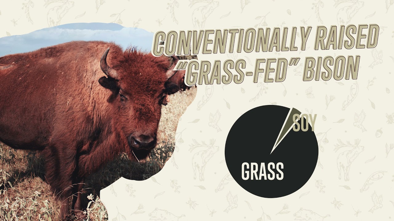 Introducing Force of Nature Grass Fed Bison!