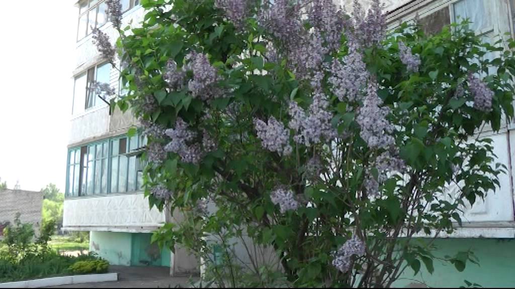 Арсеньев.NET - видео о городе Арсеньеве
