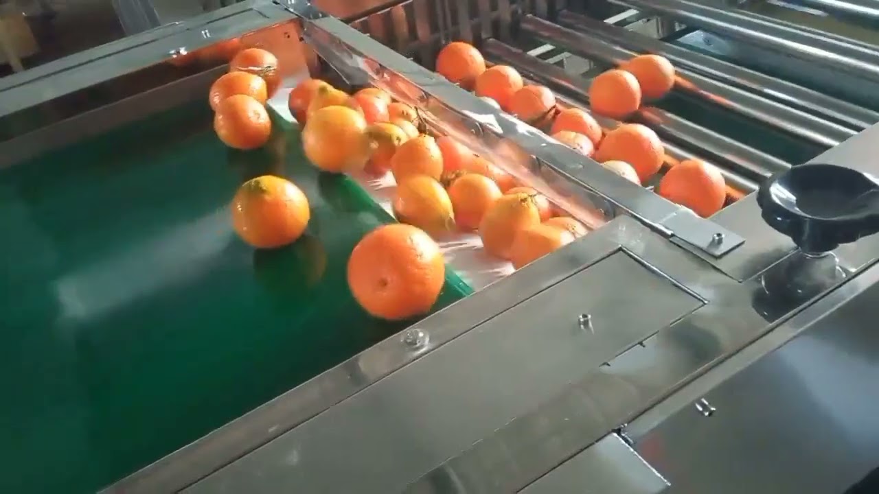 oranges washing sorting machine, citrus sorting machine, orange grading machine