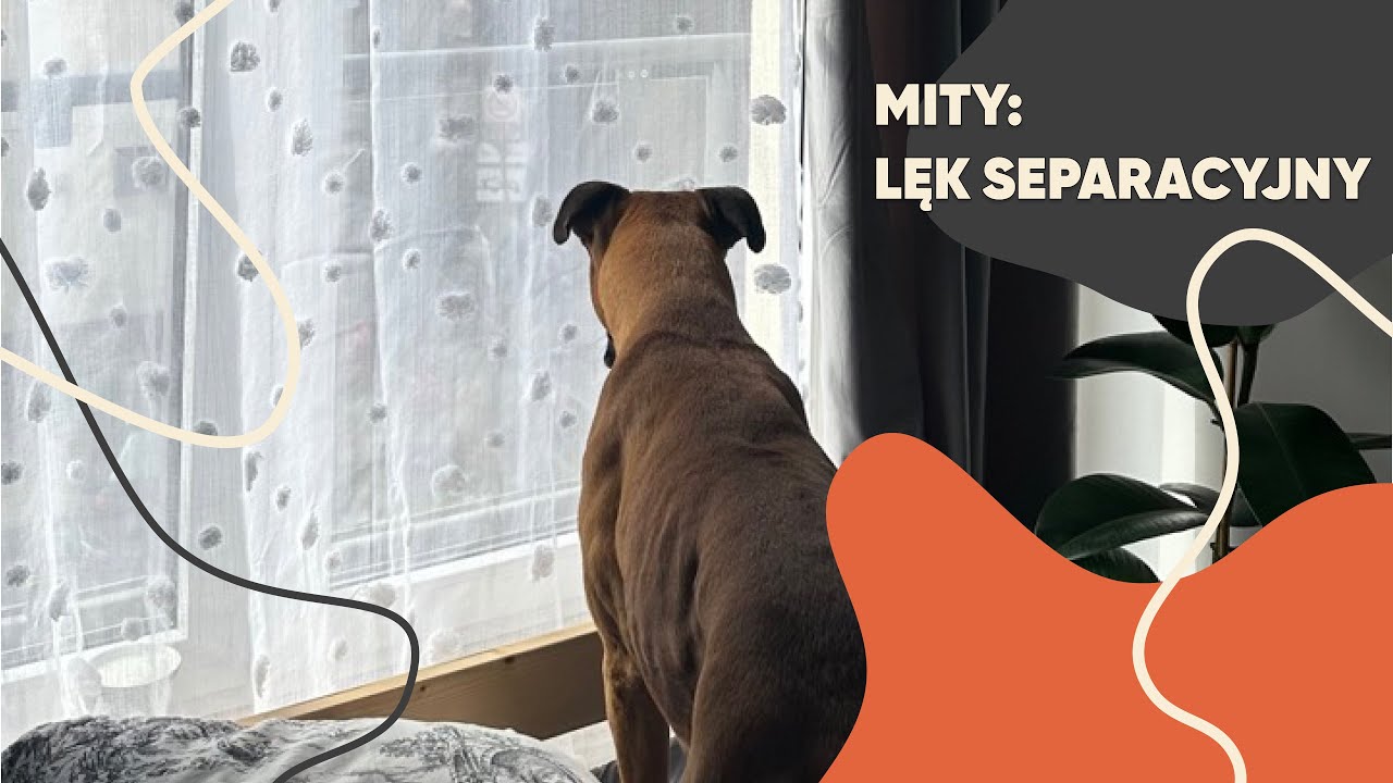 Mity na temat lęku separacyjnego