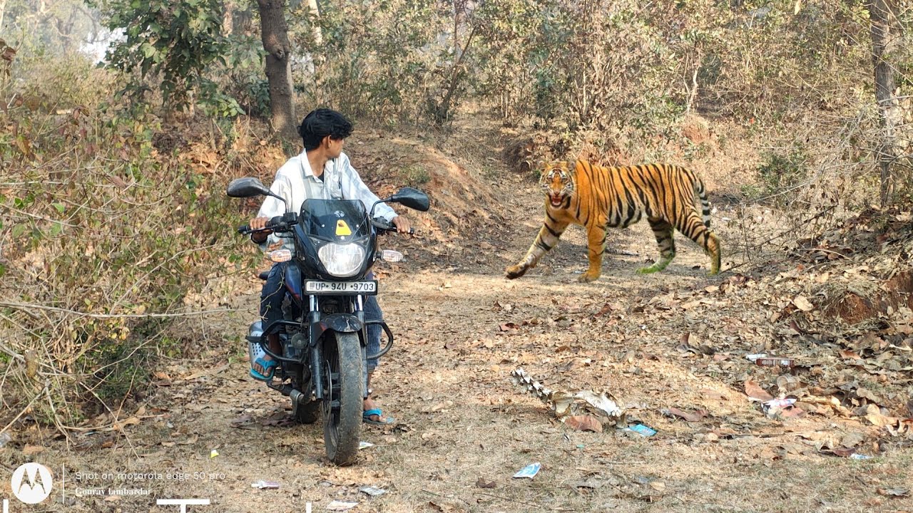 घने कोहरे में शेर ने किया लड़के पर हमला 😲 tiger attack in the village boy in forest 🌲 