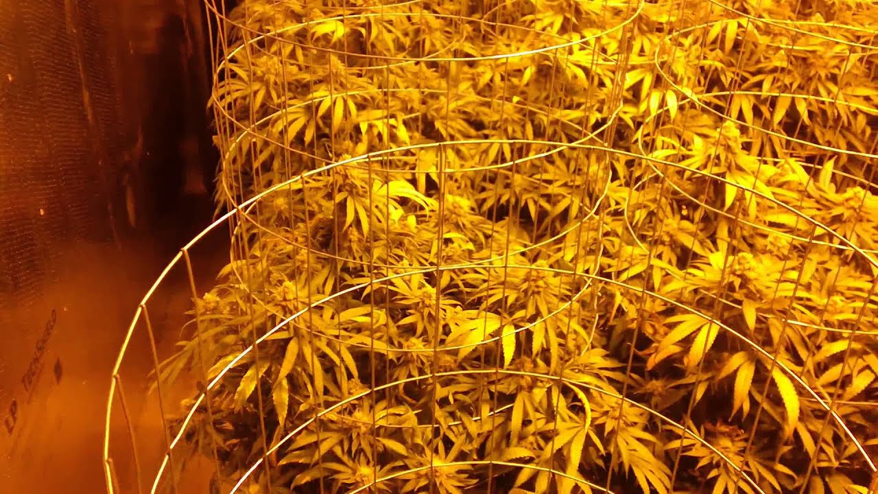 4000W Flower Room B Day 44 of Flower & Harvest Contest