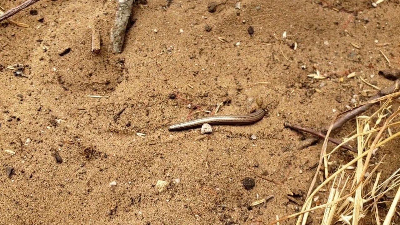 burrowing California legless lizard