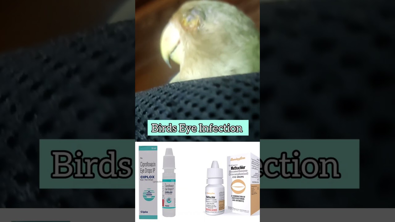 ||LOVE BIRD, BUDGIE || BUDGIES EYE INFECTION|| CIPLOX|| #budgies #birds #pets