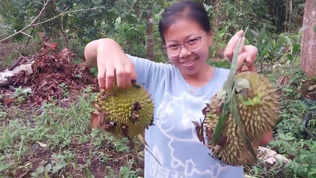 Mencari buah durian milik bapa // sungguh sedap makan durian yang baru jatuh..