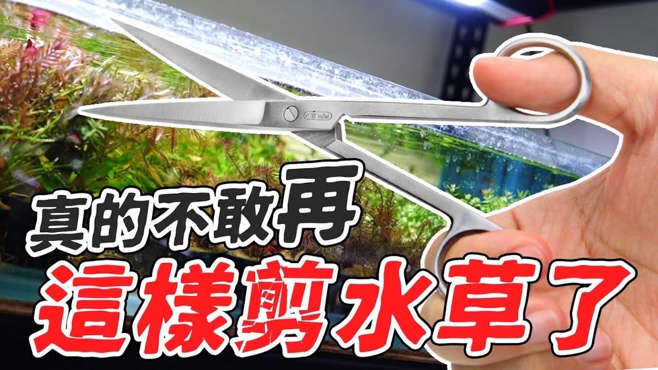 教你用剪法打天下！買一棵就無限增加的水草缸！Teach you the conquer Skill! Buy one auatic plant and it will be indefinitely!