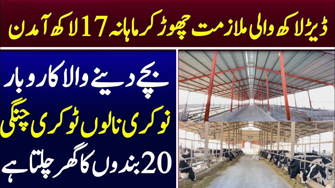 Biggest Setup of Dairy Farming With amaizing Business plan in pakpattan 2022