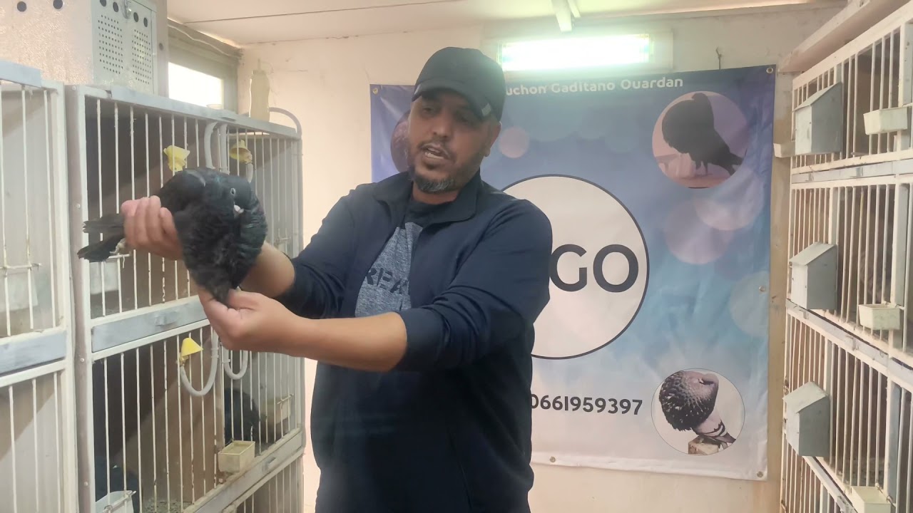 ⚠️أهم نصيحة في تربية الحمام النفاخ⚠️