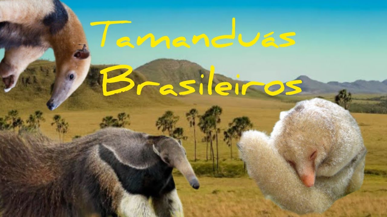 Segredos dos tamanduás do Brasil, #tamanduá bandeira #natureza  #cupimzeiro 