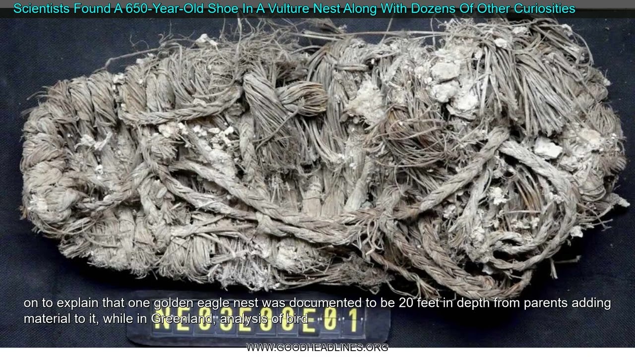 Scientists Found A 650-Year-Old Shoe In A Vulture Nest Along With Dozens Of Other Curiosit