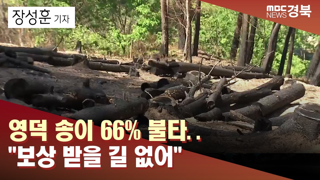 R] 영덕 송이 66% 불타..