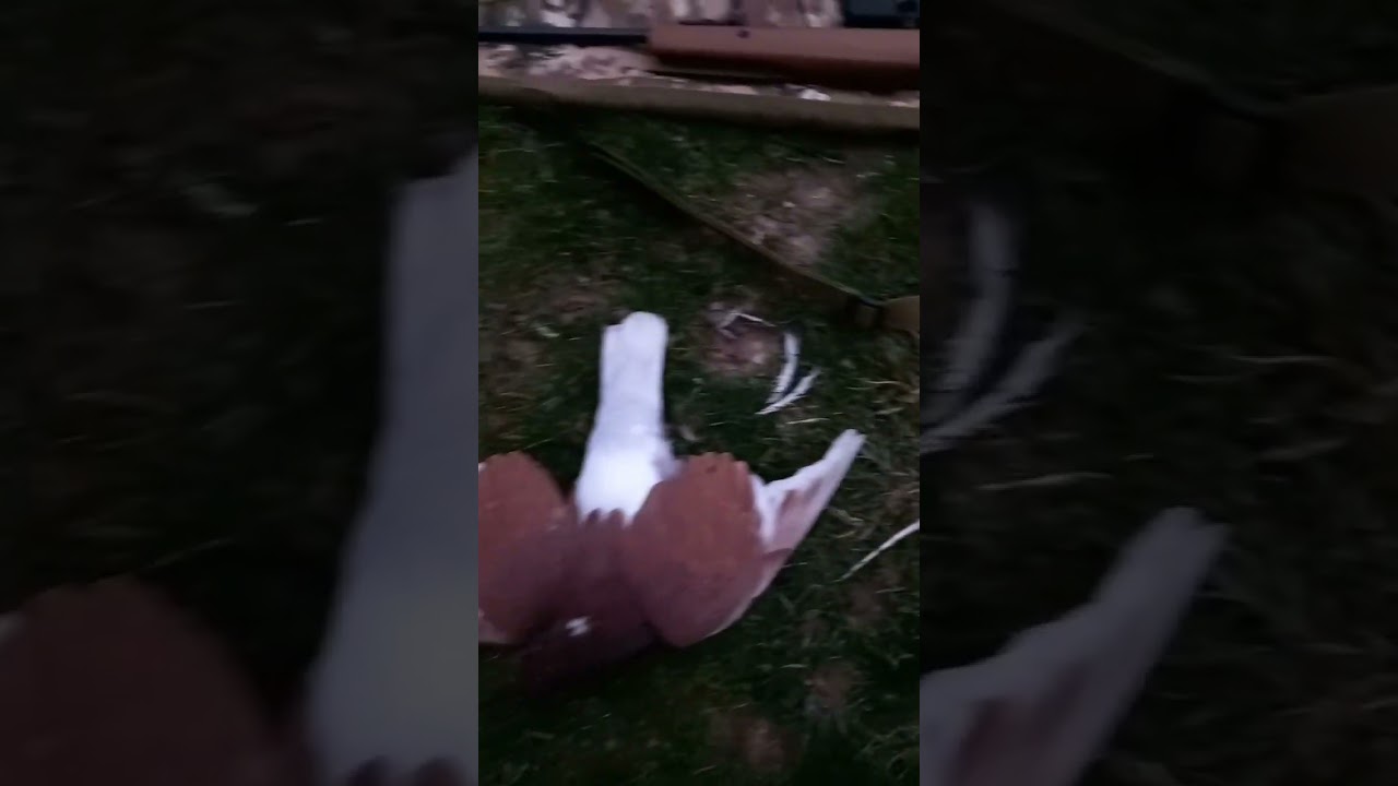 Pigeon &agrave; la carabine a plombs (20joule)