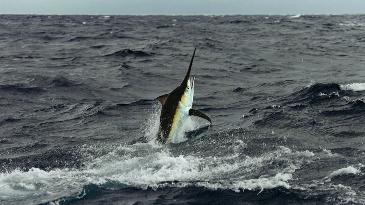 Giant Black Marlin on the GBR