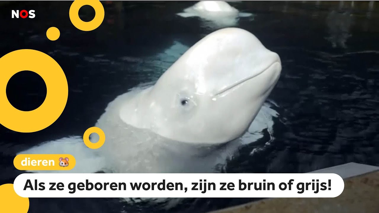 Twee witte dolfijnen vrijgelaten in IJsland