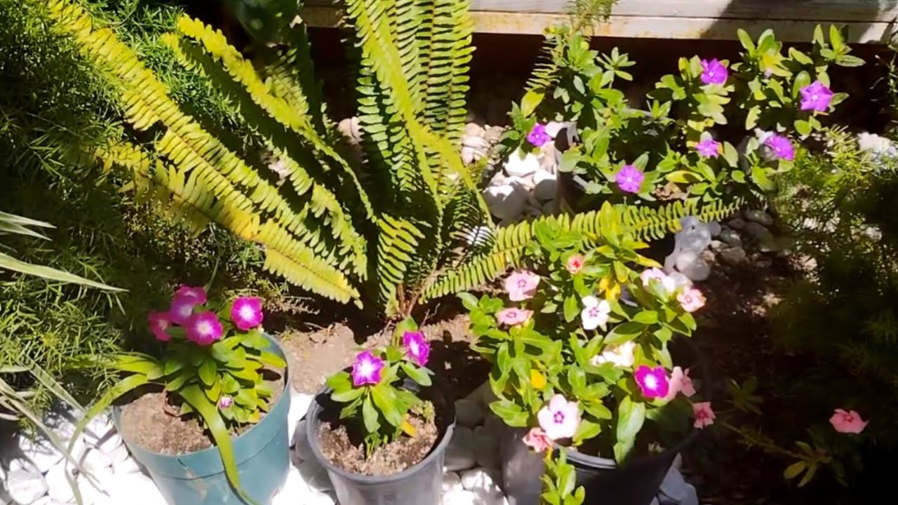 El hermoso JARDÍN de mi amiga SILVIA // Plantas Lupita Sol 🌞.