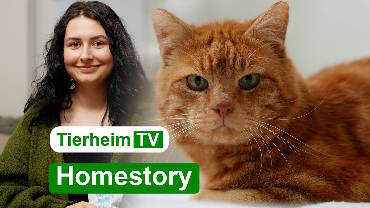 Happy End für Boxi | TierheimTV Hannover