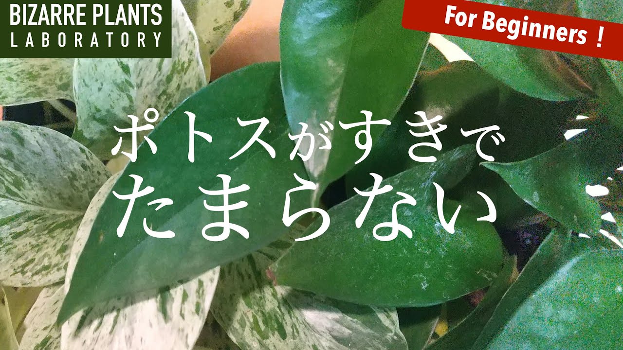 【ポトス】Pothosが好きなんです。なので水耕栽培で成長実験しながら増やしてみます