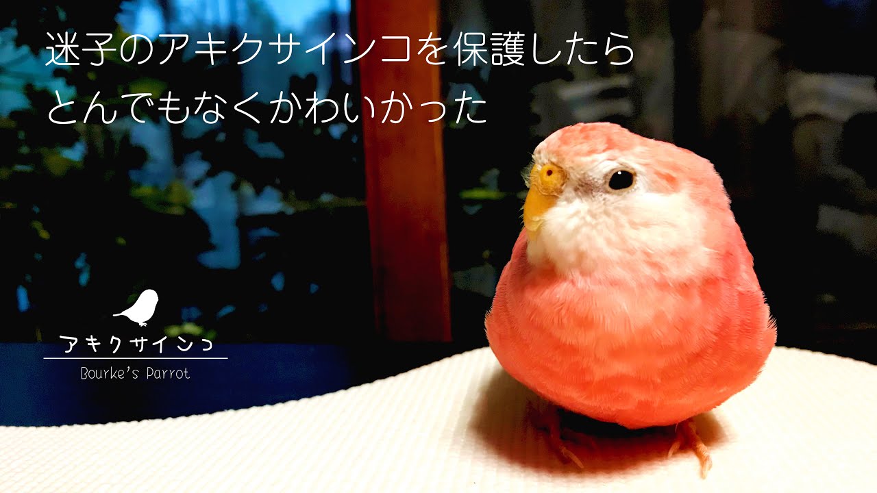 迷子のアキクサインコを保護したらとんでもなくかわいかった [Bourke Parakeet]