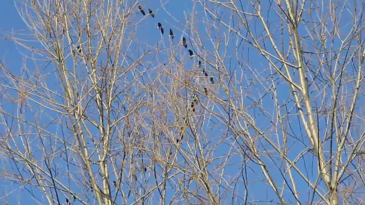 Wild geese ( Anser albifrons ) formation - flight and sounds / Dzikie gęsi - przelot i odgłosy