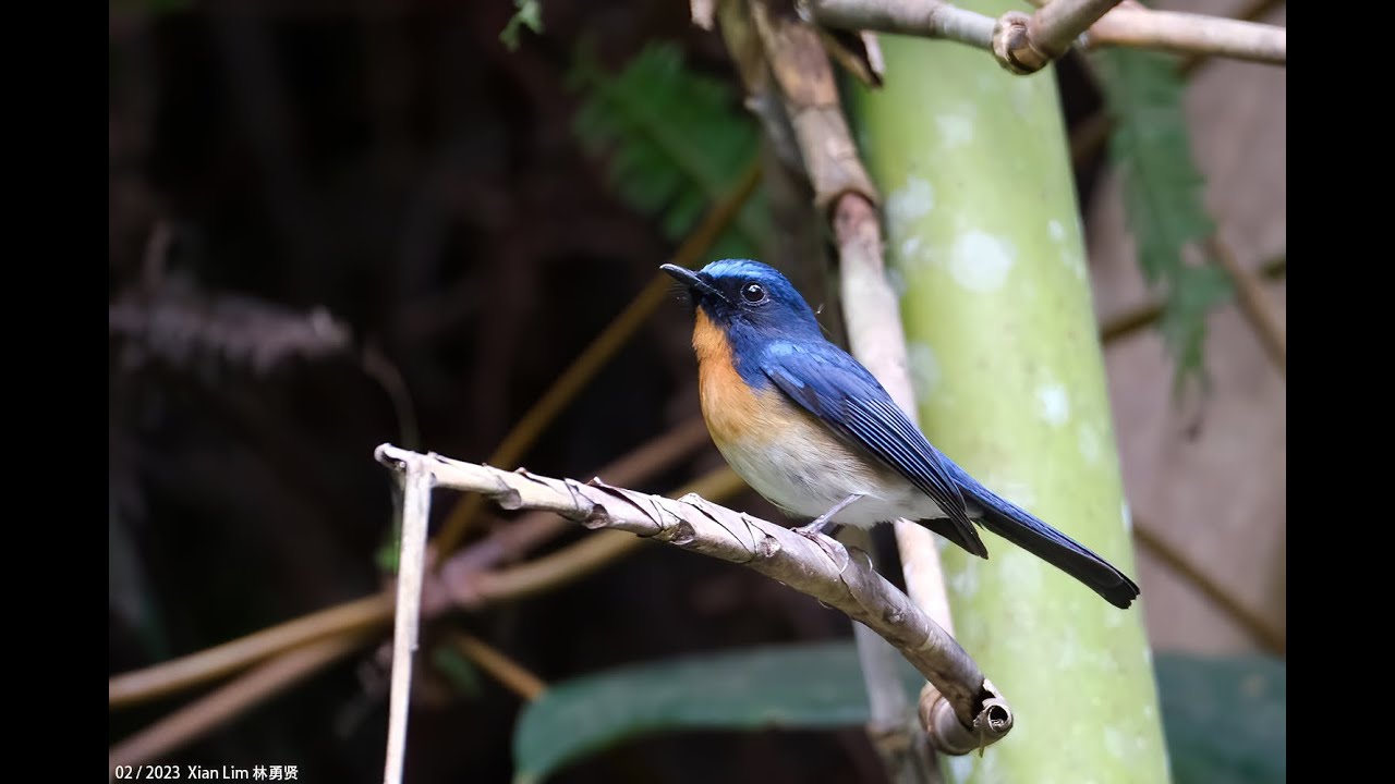 Hill Blue-Flycatcher in Malaysia sub-montane Feb2023 Fraser's Hill