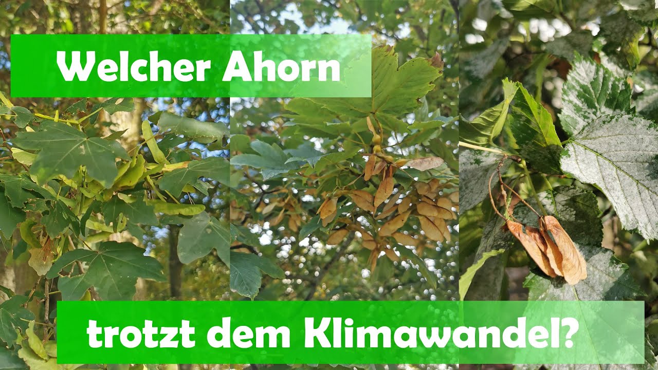Ich suche den richtigen Ahorn f&uuml;r mein Grundst&uuml;ck